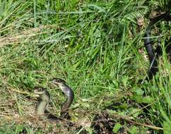 Image of Western whip snake