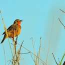 Image de Macronyx capensis stabilior