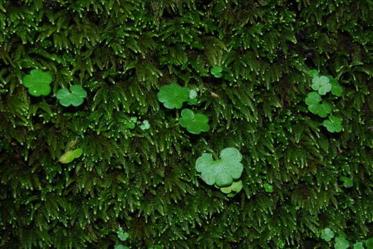 Image of Saxifraga carpetana Boiss. & Reuter