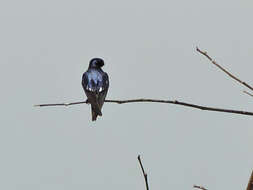 Image of Pied-winged Swallow