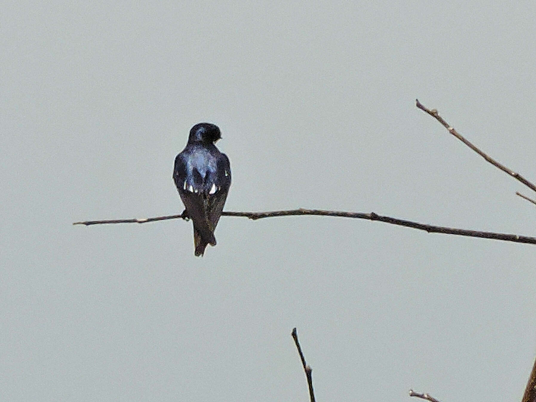 Hirundo leucosoma Swainson 1837 resmi