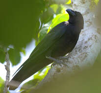 Image of Corvus macrorhynchos osai Ogawa 1905