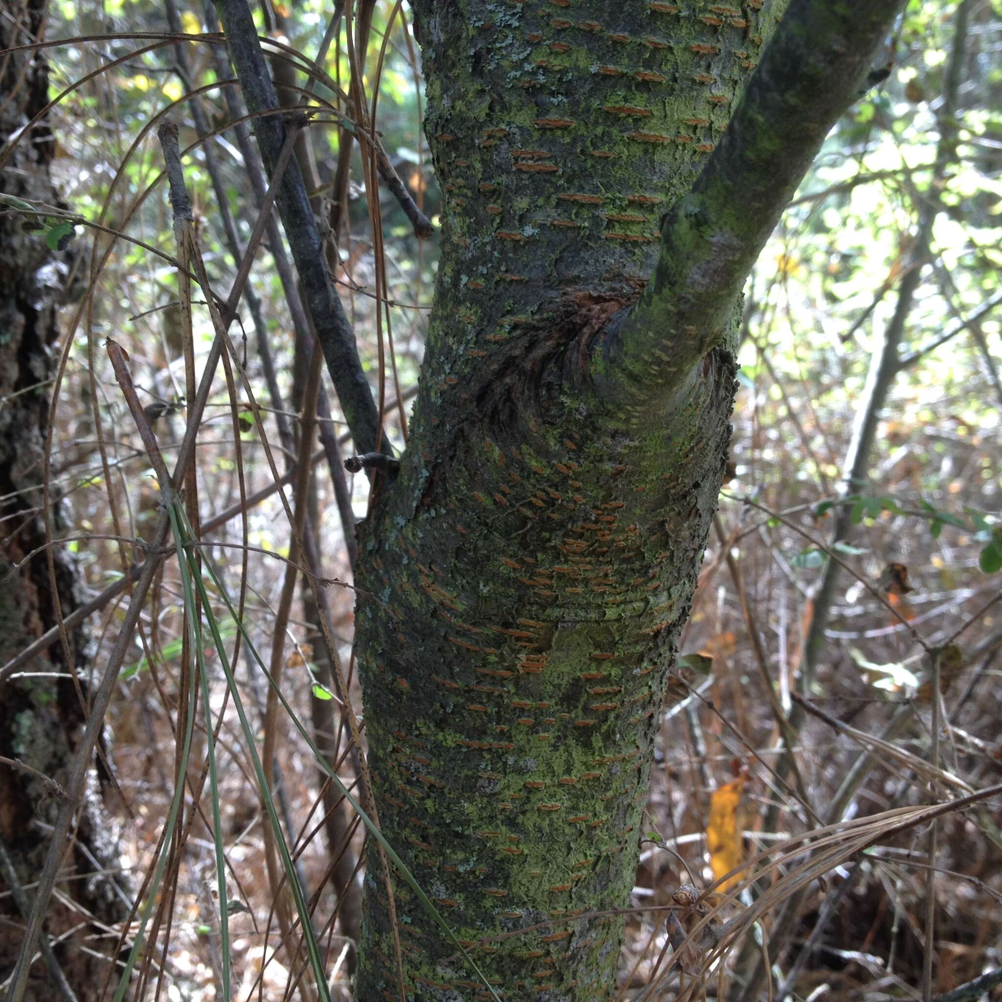 Image of Prunus serotina var. serotina