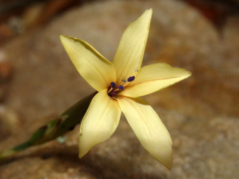 Image of Dianthus caespitosus Thunb.