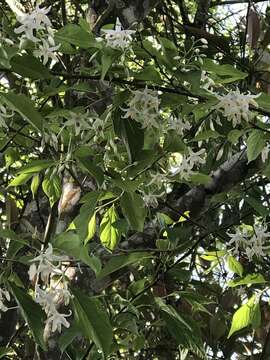 Image of Styrax formosanus Matsum.