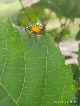 Image of Chrysocoris purpureus