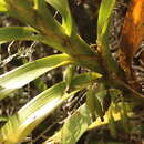 Image of Maxillaria aurea (Poepp. & Endl.) L. O. Williams