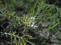 صورة Junellia seriphioides (Gillies & Hook.) Moldenke