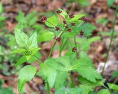 Imagem de Thaspium trifoliatum var. trifoliatum