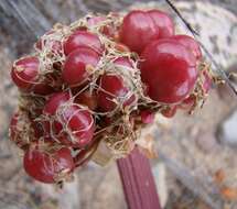 Imagem de Haemanthus sanguineus Jacq.