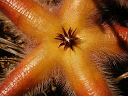 Image of Ceropegia pulvinata var. gariepensis (Pillans) Bruyns