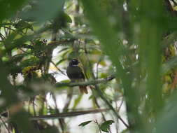 Image of Rufous-tailed Fantail