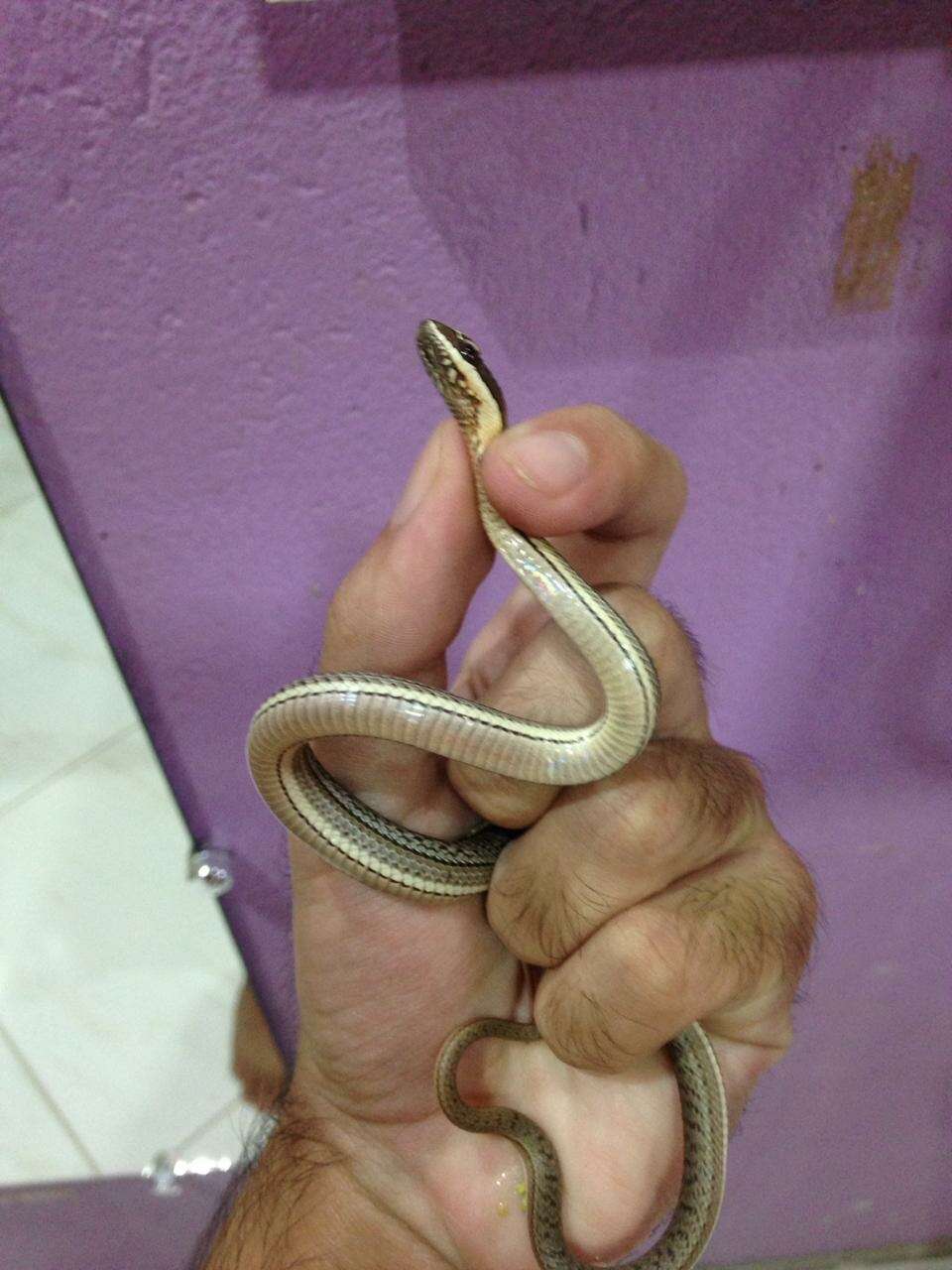 Image of Paraguay Green Racer