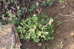 Image of Oxalis pes-caprae var. sericea (L. fil.) Salter