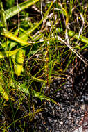 Utricularia firmula Welw. ex Oliv. resmi