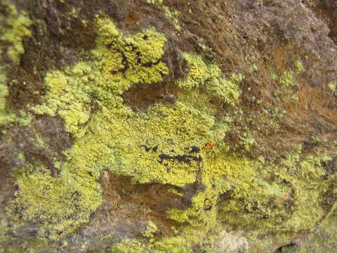 Image of Sulphur dust lichen