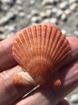 Image of Aequipecten muscosus (W. Wood 1828)