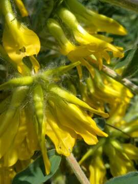 صورة Astragalus macrocarpus DC.