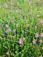 Image of Erica spiculifolia Salisb.