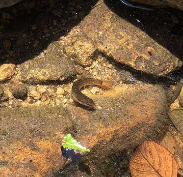 Image of Flat-headed loach