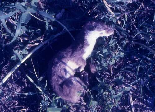 Image of least weasel