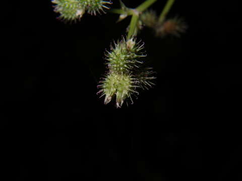 Imagem de Sanicula chinensis Bunge