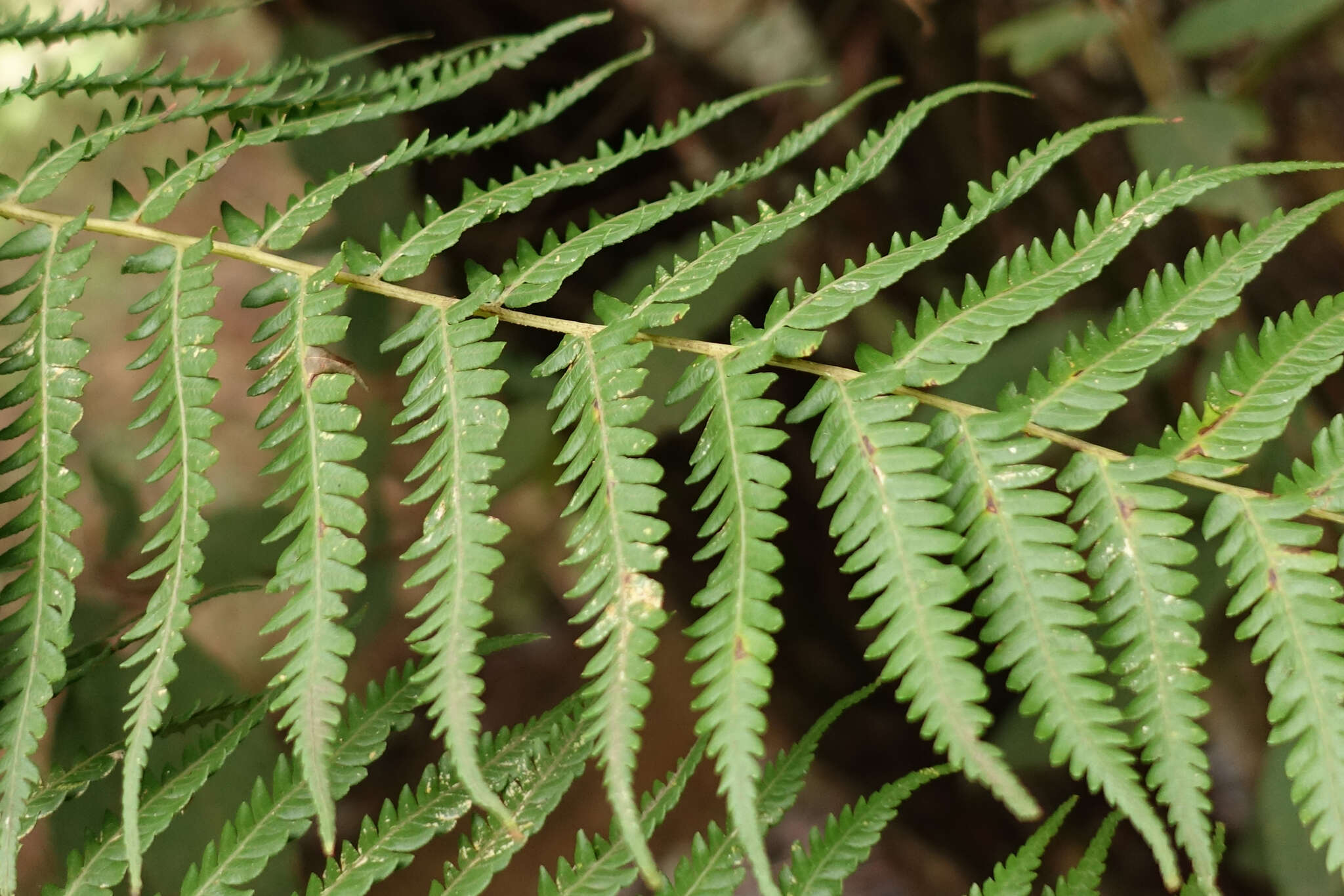 Image of Rough Tree Fern