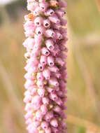 Image of Erica alopecurus var. alopecurus