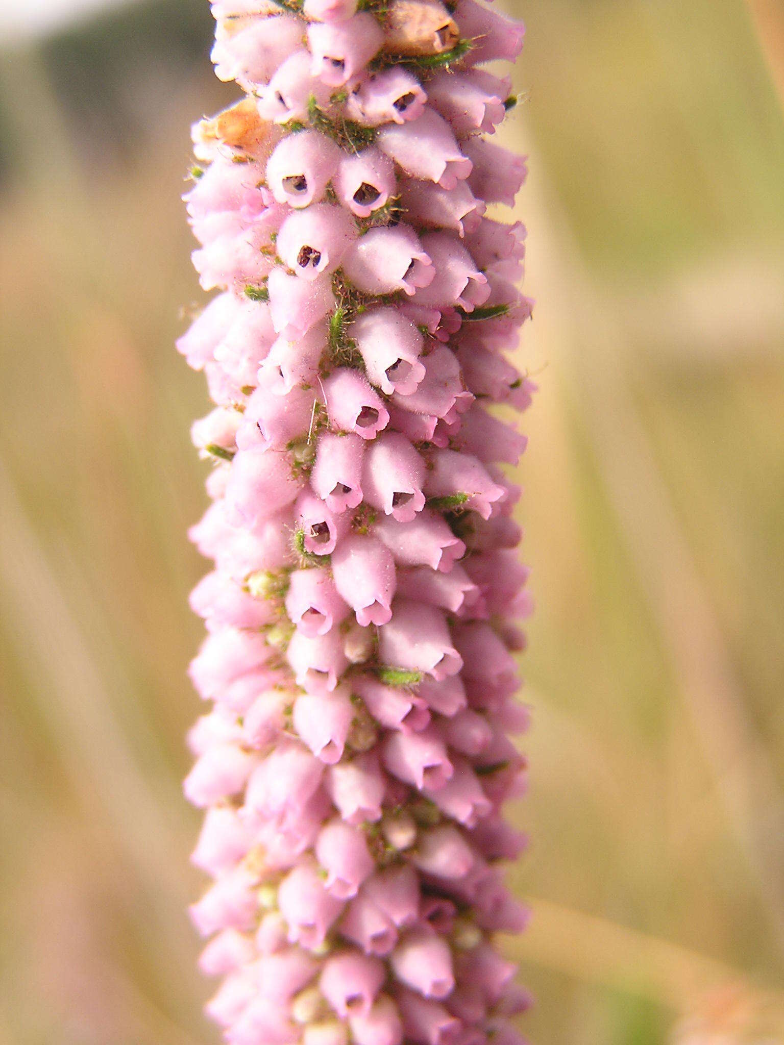 Image of Erica alopecurus var. alopecurus