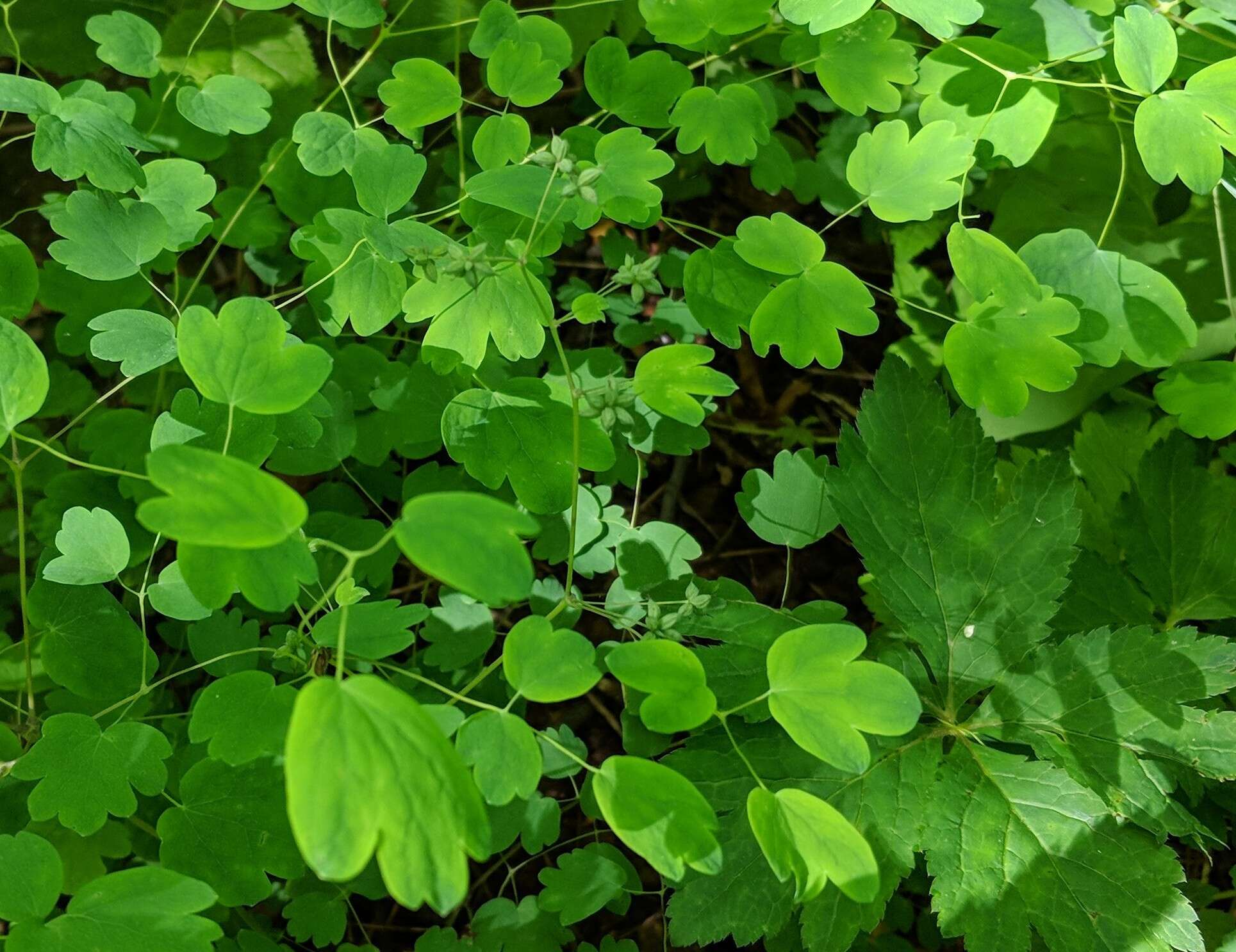 Plancia ëd Thalictrum coriaceum (Britt.) Small ex Small & Vail