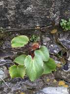 Image of livid hellebore