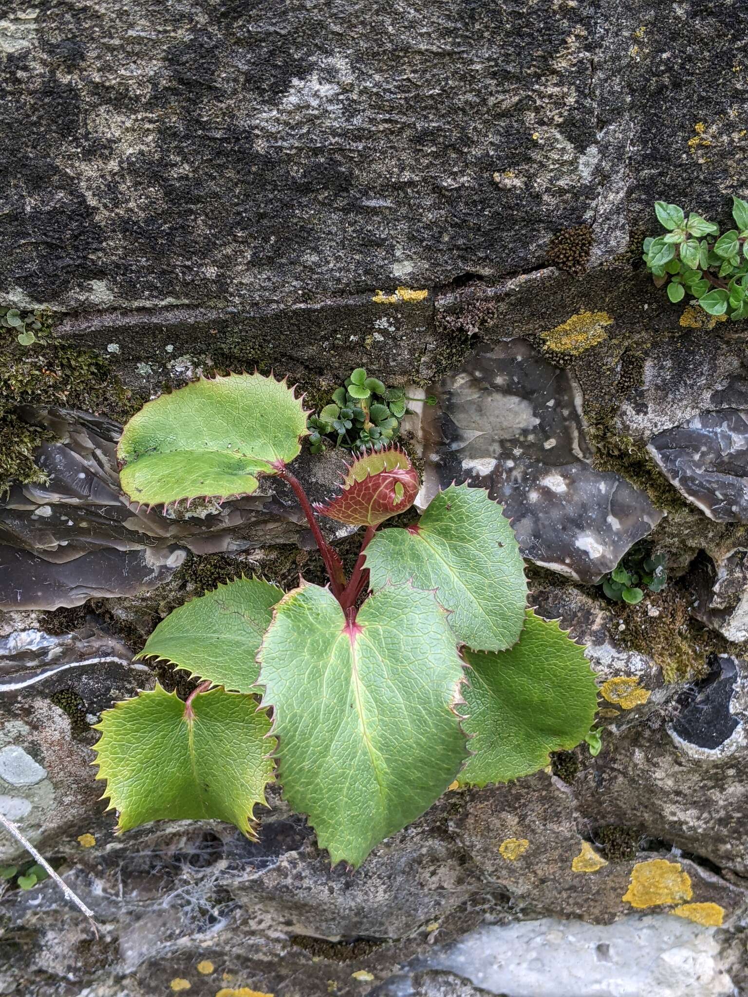 Image of livid hellebore