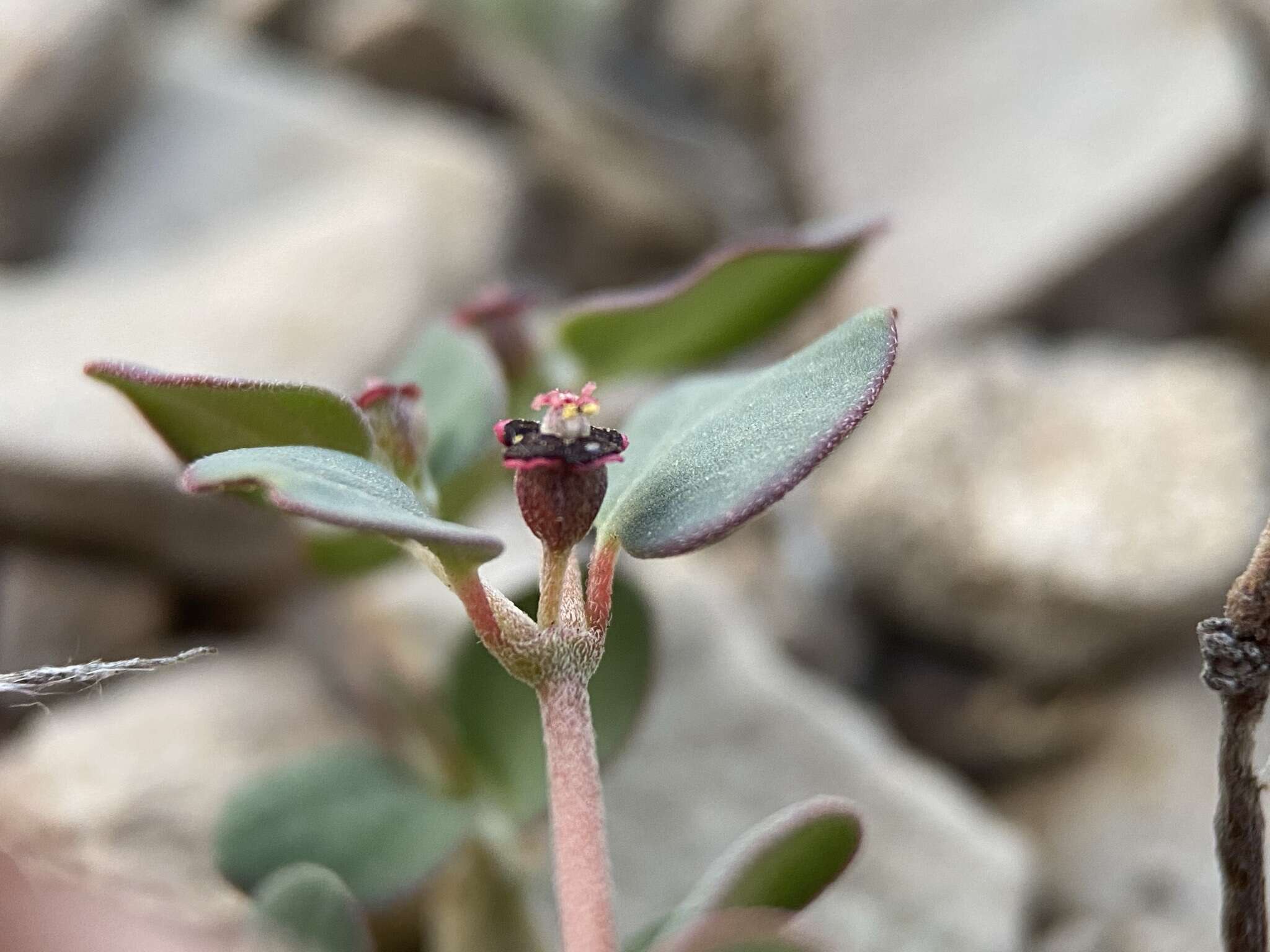 صورة Euphorbia cinerascens Engelm.