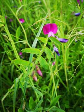 Imagem de Lathyrus clymenum L.