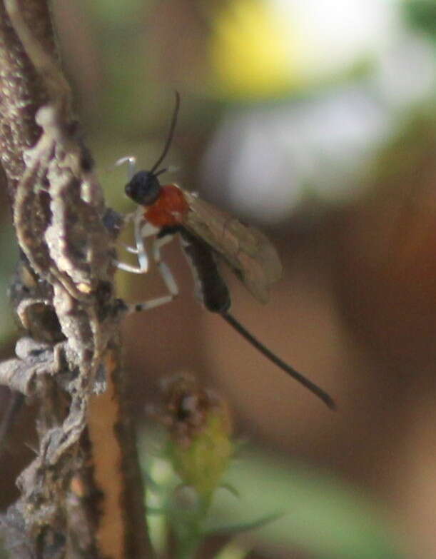 Image of Parasitoid wasp