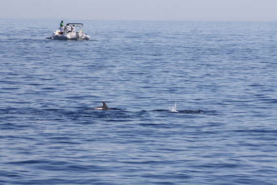 Image of Blue-white Dolphin