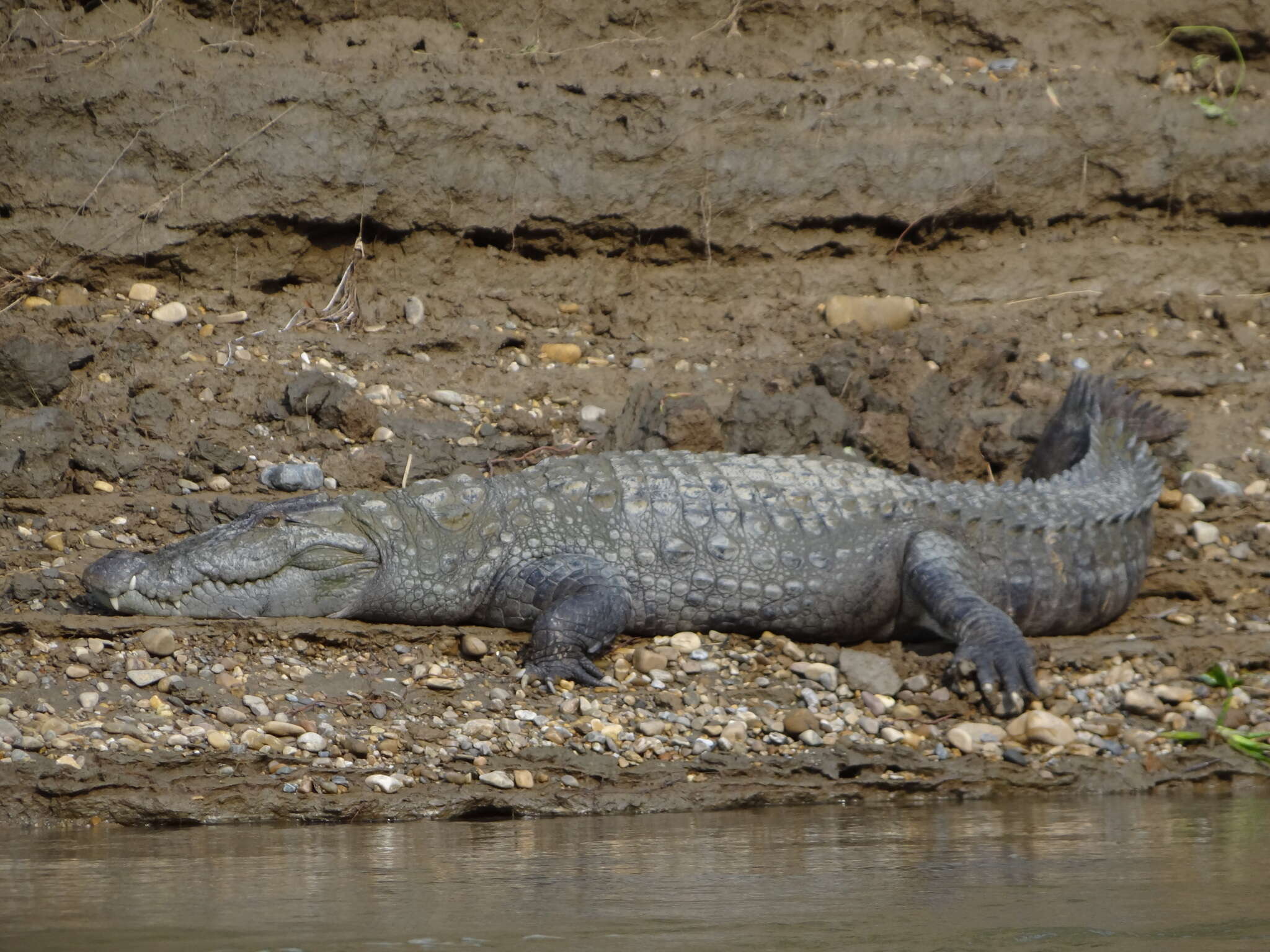 Image of Broad-snouted Crocodile