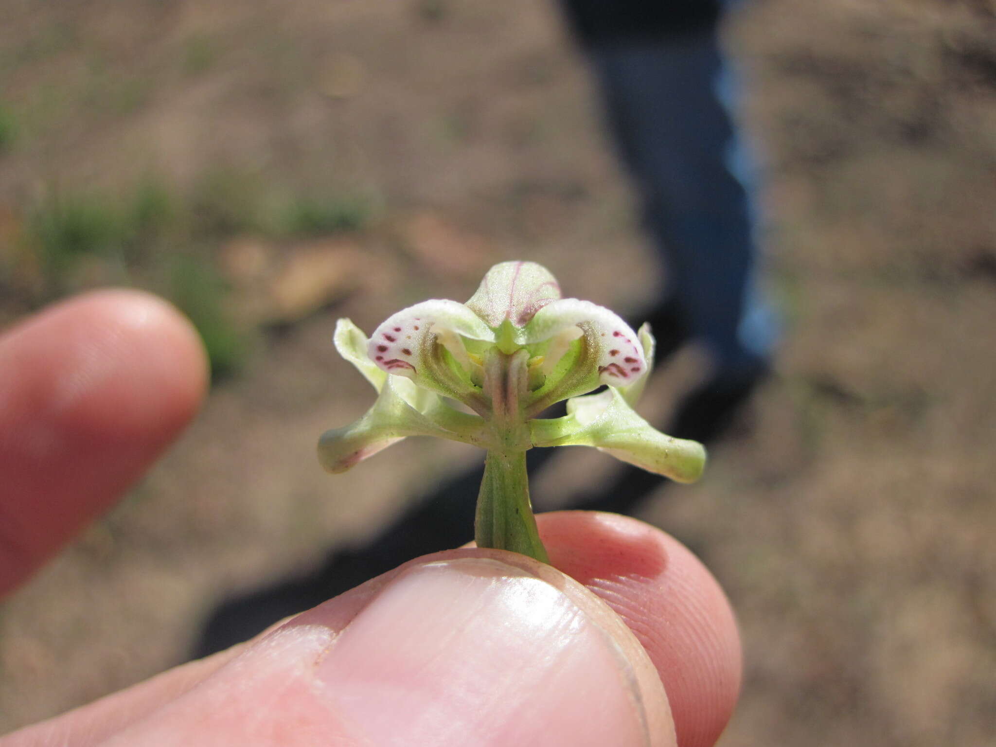 Disperis circumflexa (L.) T. Durand & Schinz resmi