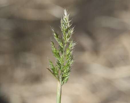 Imagem de Polypogon interruptus Kunth