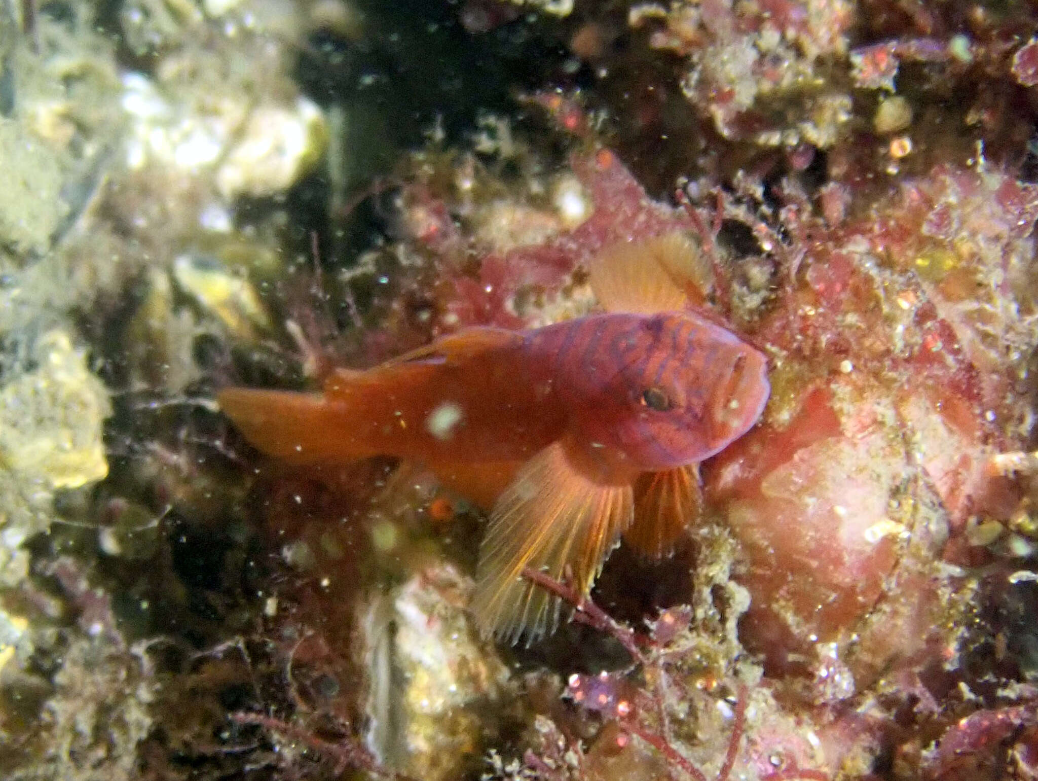 Image of Orange reef-goby