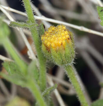 Perityle inyoensis (Ferris) A. M. Powell resmi