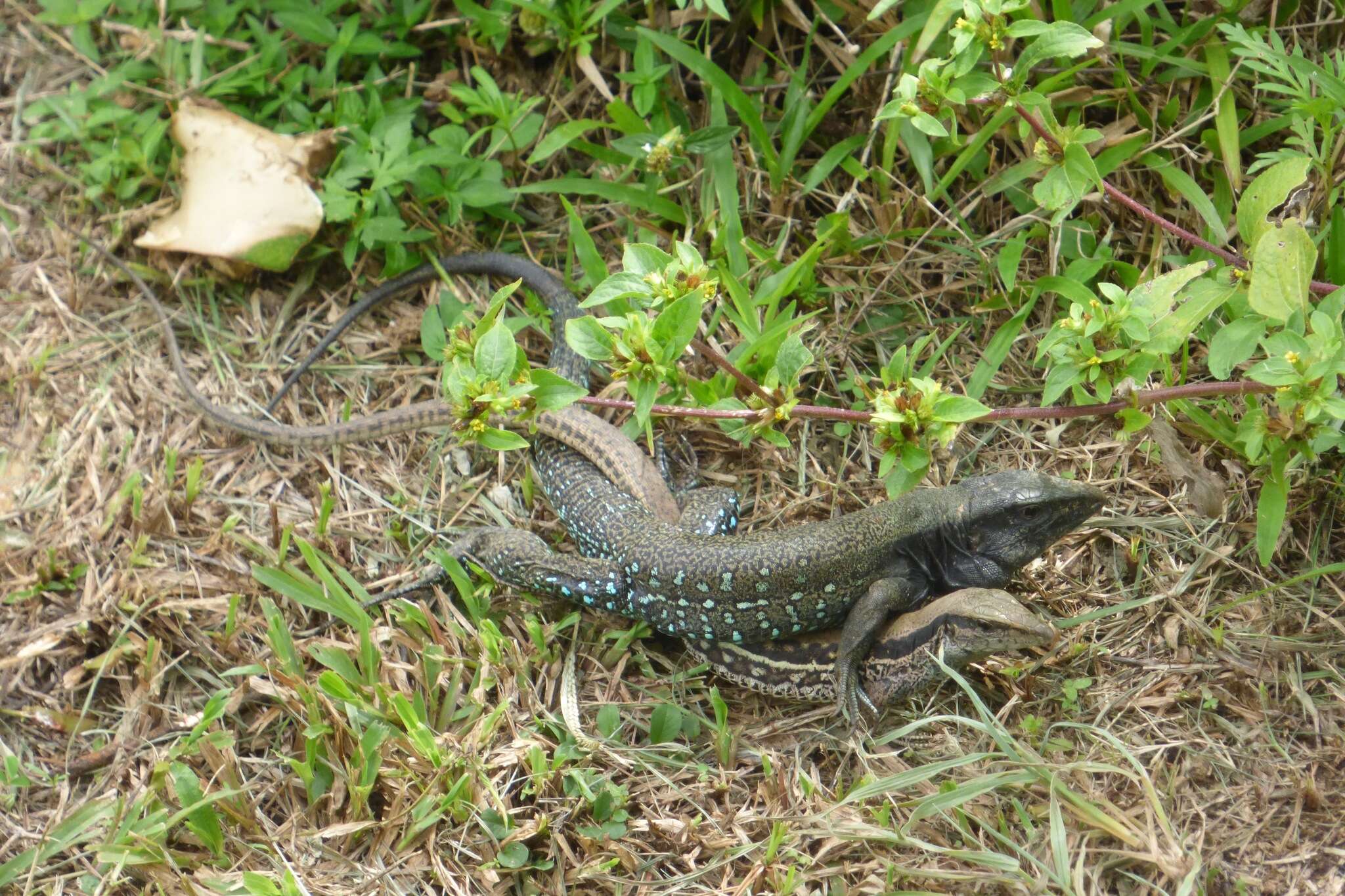 صورة Ameiva atrigularis Garman 1887