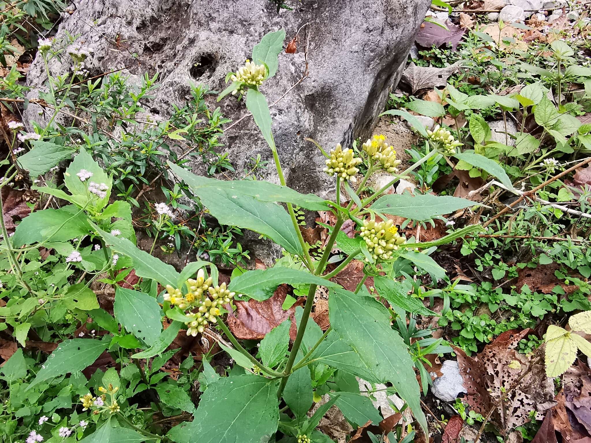 Schistocarpha eupatorioides (Fenzl) O. Kuntze resmi