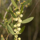 Image of Acacia venulosa Benth.