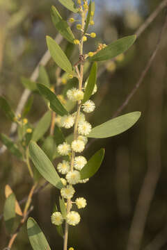 Imagem de Acacia venulosa Benth.