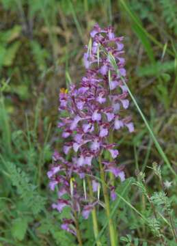 Image of <i>Anacamptis</i> × <i>gennarii</i>