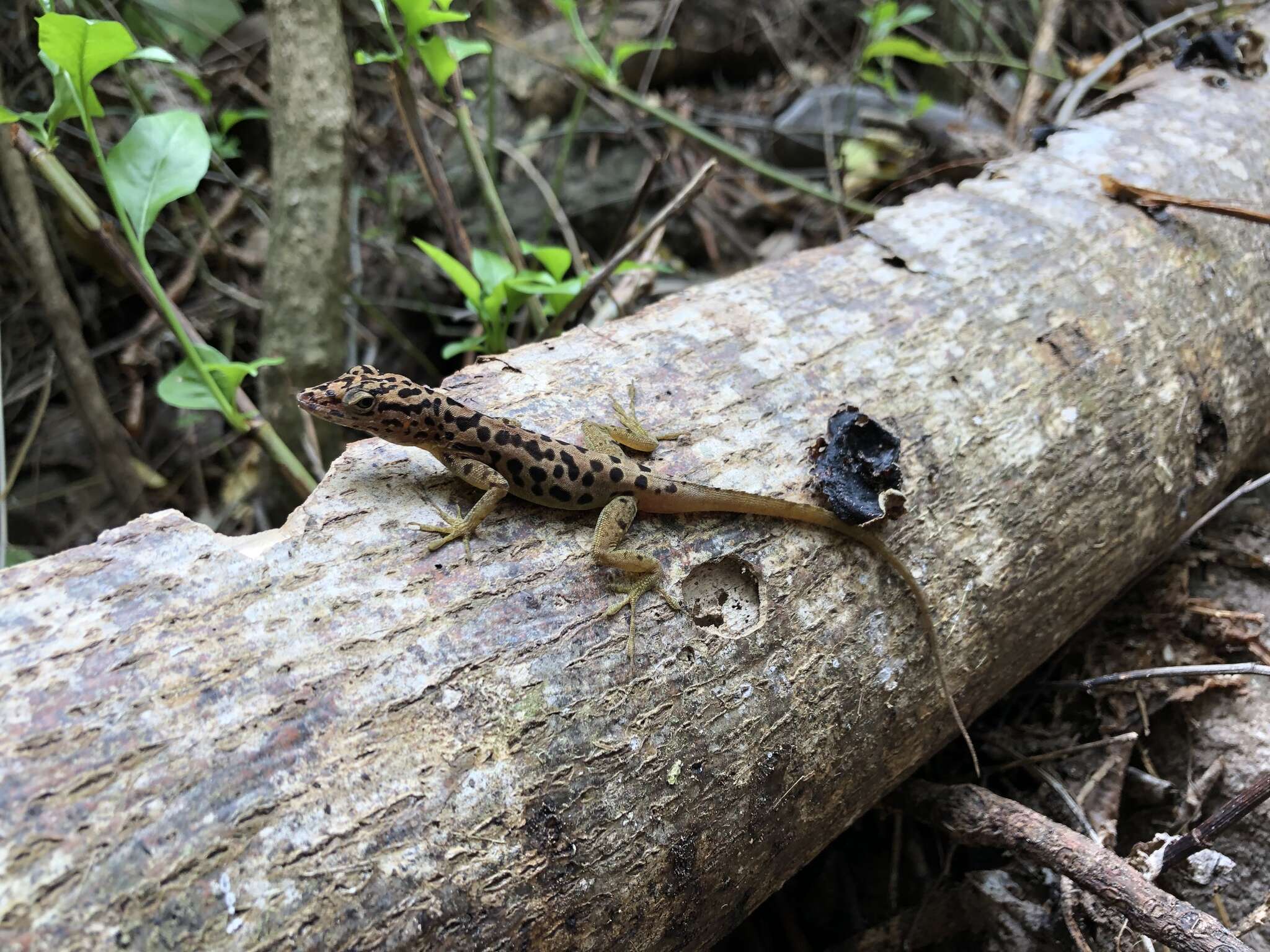 Image of Saban Anole