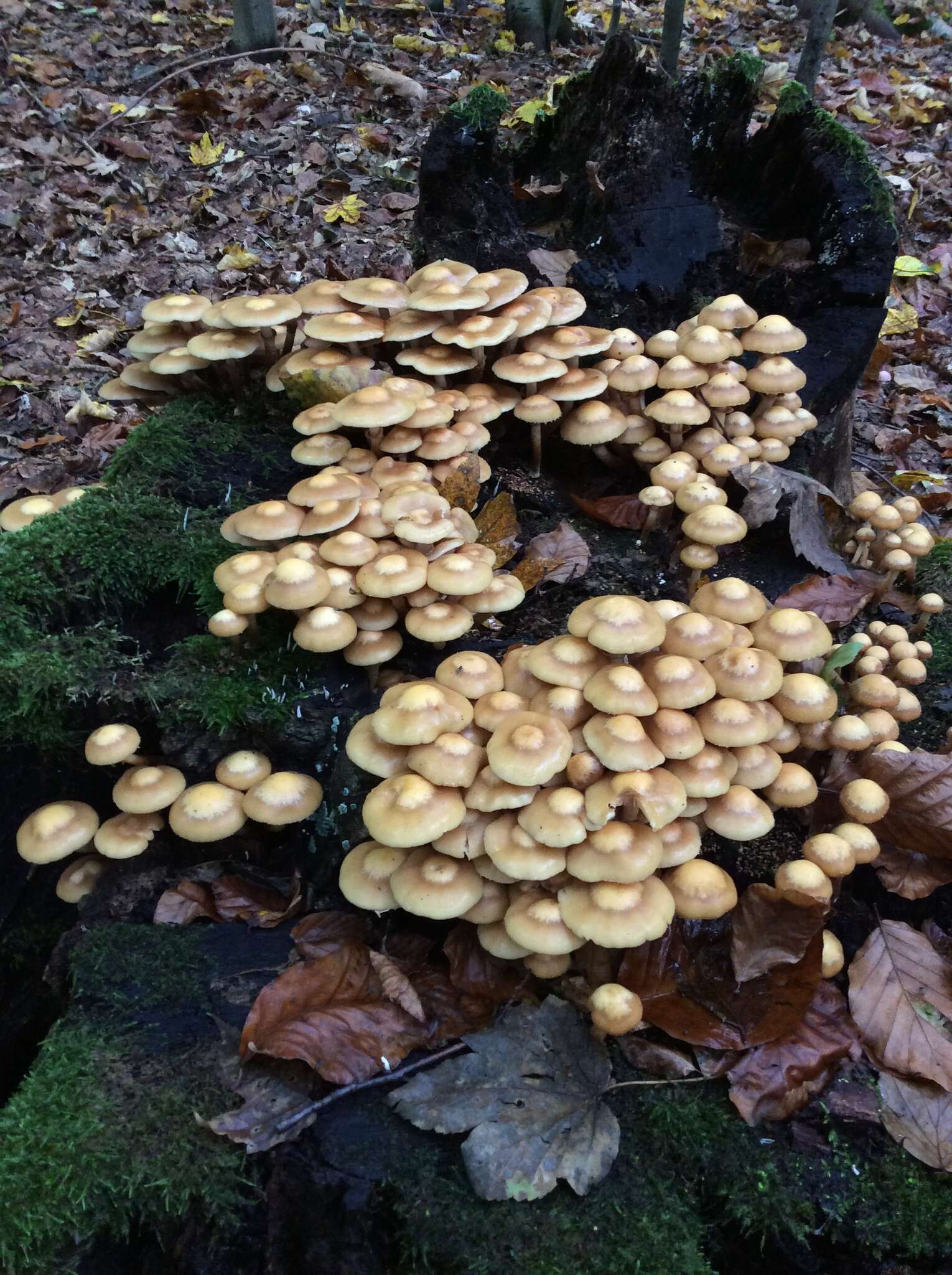 Imagem de Kuehneromyces mutabilis (Schaeff.) Singer & A. H. Sm. 1946