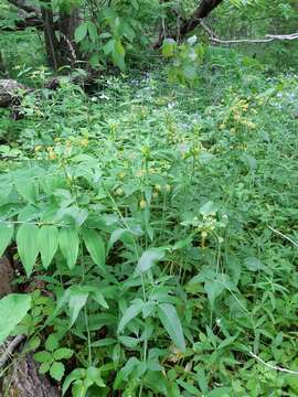 Image of purple meadowparsnip