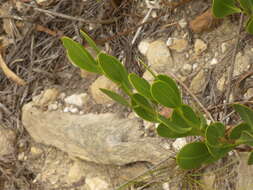 Image of <i>Rafnia capensis</i> subsp. <i>ovata</i>